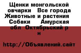 Щенки монгольской овчарки - Все города Животные и растения » Собаки   . Амурская обл.,Октябрьский р-н